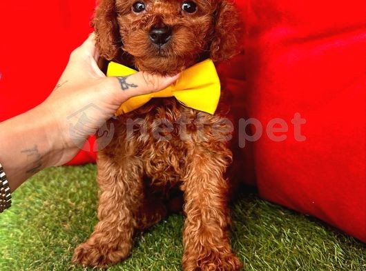 Red Brown Toy Poodle Yavrular 