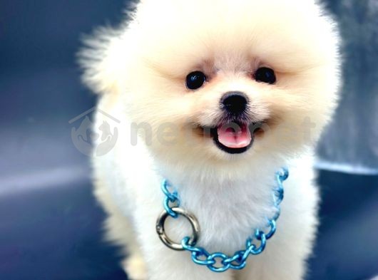 Ayıcık Surat Boo Pomeranian Yavrular 