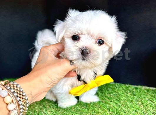 Maltese Mini Boy Bebekler 