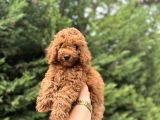 RED BROWN DIŞI ERKEK POODLE BEBEKLER