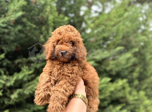 Red Brown Dışı Erkek Poodle Bebekler