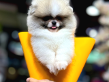 Orijinal Safkan Pomeranian Boo