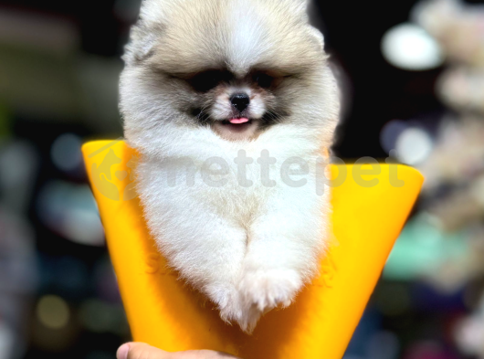 Orijinal Safkan Pomeranian Boo