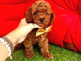 Toy Poodle Mini Boy Yavrular 