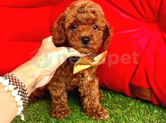 Toy Poodle Mini Boy Yavrular 