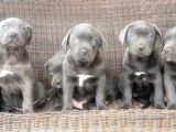 Cane Corso yavru