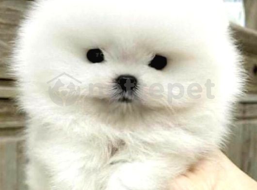 Teddy Surat Pomeranian Yavruları