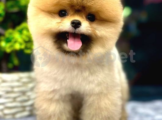 Orjinal Pomeranian 