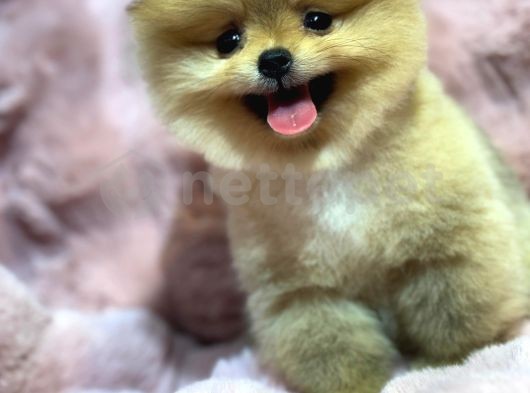 Orjinal Pomeranian 