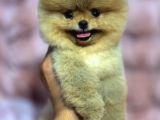 Pomeranian boo