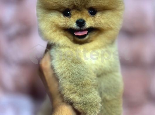 Pomeranian Boo