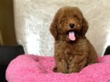 MUHTEŞEM KALİTE POODLE BEBEKLERİMİZ