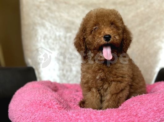 Muhteşem Kalite Poodle Bebeklerimiz