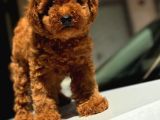 Safkan orijinal toy poodle bebeklerimiz secereli 