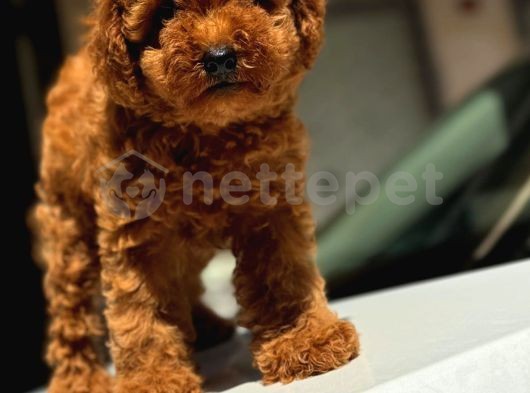 Safkan Orijinal Toy Poodle Bebeklerimiz Secereli 