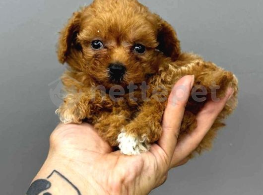 Mini Boy Puppy Kıpkırmızı Ev Üretimi  Tooy Poodle 