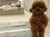 Toy poodle yavrulari 