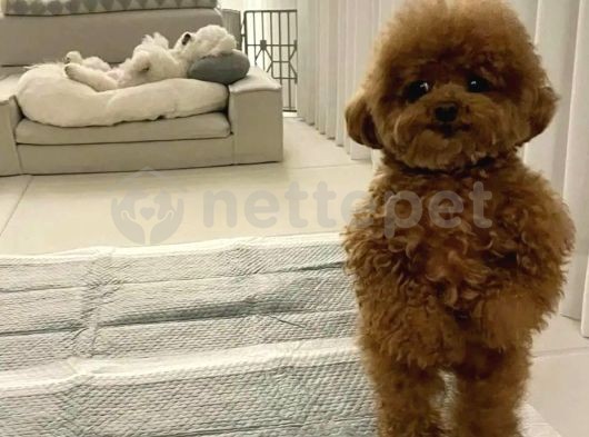 Toy Poodle Yavrulari 