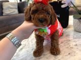 Toy poodle 