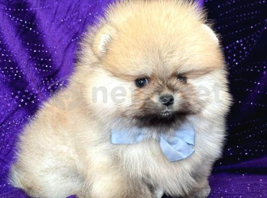 Teddy Surat Pomeranian Yavruları