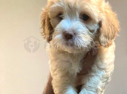 Çok Tatlı Maltipoo Yavrular