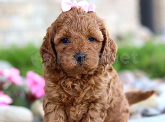 Mini Boy Puppy Kıpkırmızı Ev Üretimi  Tooy Poodle 