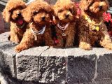 Orijinal Koyu kahverengi toy poodle yavrular 