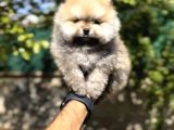 ÜST DÜZEY POMERANIAN BOO YAVRUMUZ