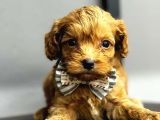 Mini boy puppy kıpkırmızı ev üretimi  TOOY POODLE 