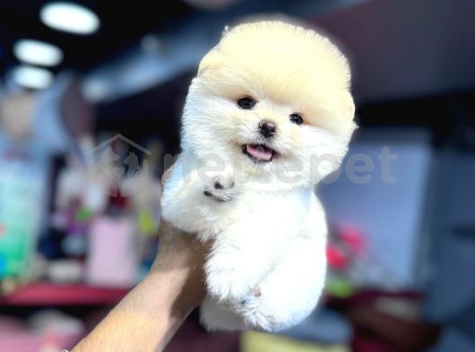 Pomerrian Boo Mini Puppy Boy 