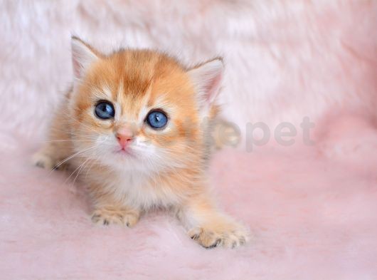 Altın Sarısı Golden Ny11 British Shorthair