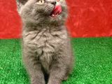 Bebek Yüzlü Orjinal British Shorthair Dişi Ve Erkek Yavrular