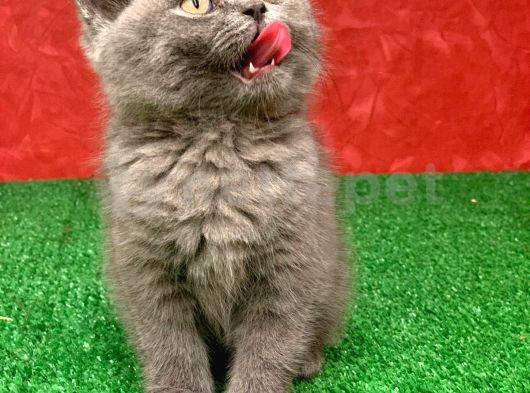 Bebek Yüzlü Orjinal British Shorthair Dişi Ve Erkek Yavrular