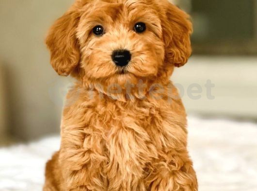 Mini Boy Puppy Kıpkırmızı Ev Üretimi  Tooy Poodle 