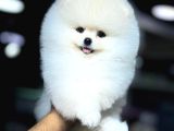 Pomeranian boo