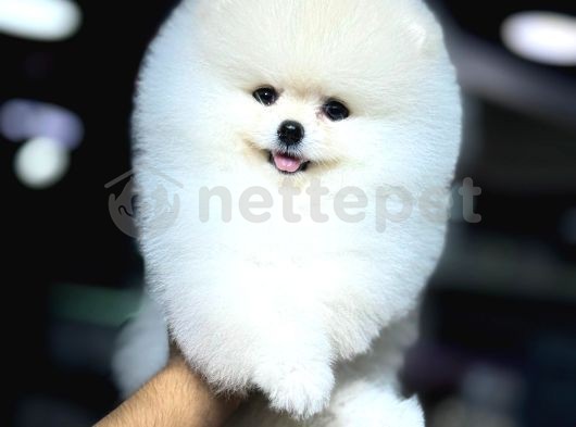 Pomeranian Boo