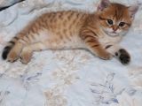 BRITISH SHORTHAIR GOLD YAVRULARI