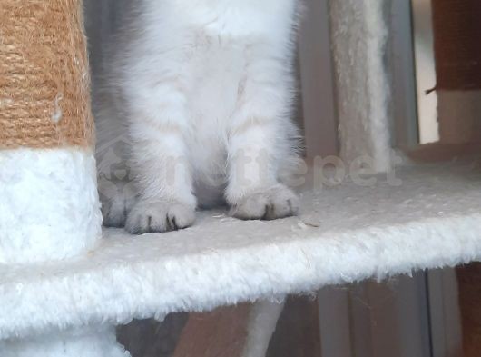 Scottish Fold Muhteşem Güzel Yavrularimiz 