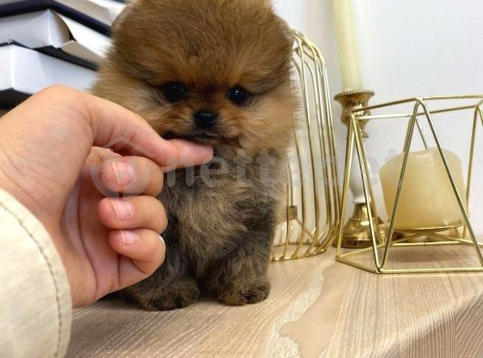 Pomeranian Boo Bebeklerimiz