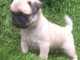 PUG MOPS MUHTEŞEM GÜZELLER