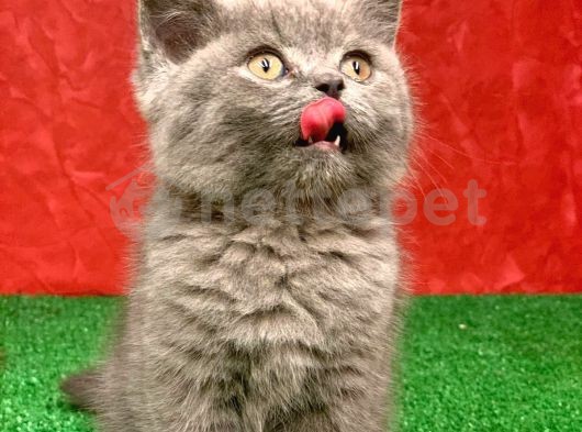 Bebek Yüzlü Orjinal British Shorthair Dişi Ve Erkek Yavrular