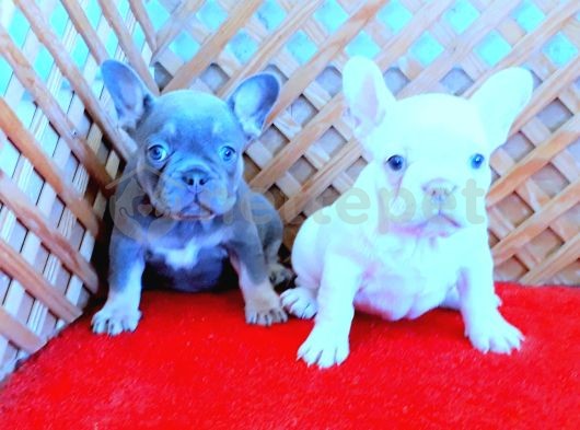 Lilac And Tan Platinum French Bulldog Yavrular