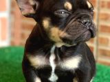 Safkan French Bulldog Black Tan Erkek Yavrumuz