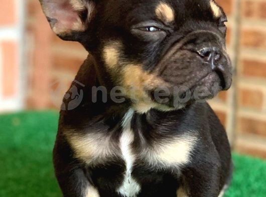 Safkan French Bulldog Black Tan Erkek Yavrumuz