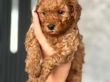 DÜNYA GÜZELİ SAFKAN TOY POODLE YAVRULARI