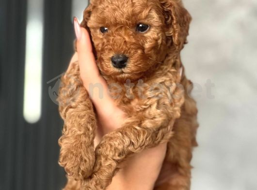 Dünya Güzeli Safkan Toy Poodle Yavruları