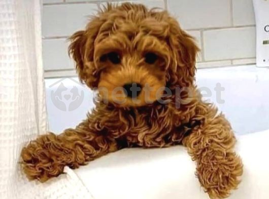 Mini Boy Puppy Kıpkırmızı Ev Üretimi  Tooy Poodle 