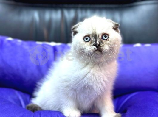 Muhteşem Scottish Fold Bebeklerimiz