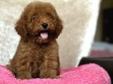 MUHTEŞEM KALİTE POODLE BEBEKLERİMİX