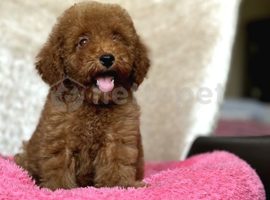 Muhteşem Kalite Poodle Bebeklerimix